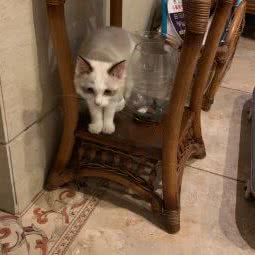 巴蜀靓宠:成都市龙泉驿区西河镇附近