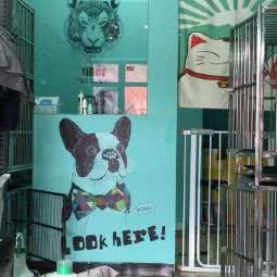 宠物联盟:成都市龙泉驿区柏合镇附近