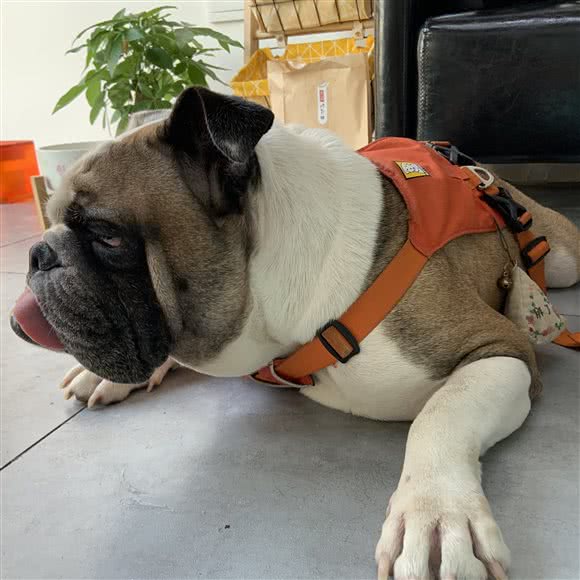 胖丁宠物生活馆:成都市青白江区青白江区附近