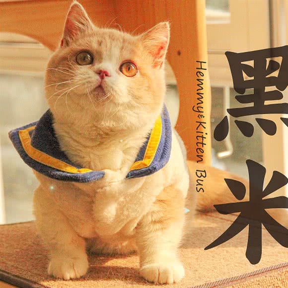 黑米与小貓巴士宠物店:成都市青白江区青白江区附近