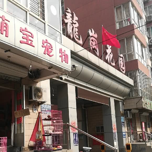 萌宝宠物:石家庄市桥西区时光街附近