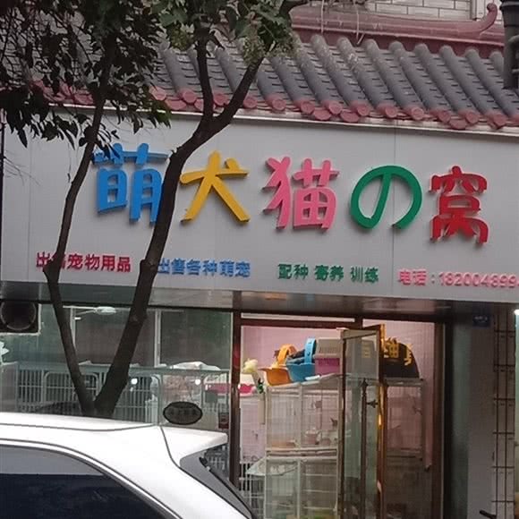 萌犬猫の窝:成都市新都区新都镇附近