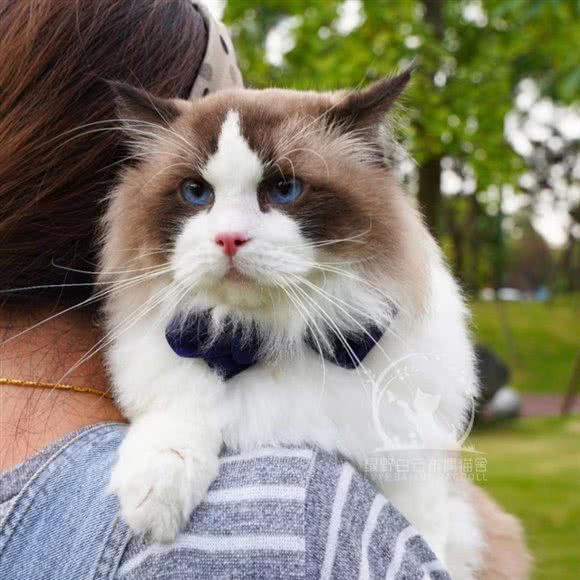 绿野白云布偶猫舍(预约看猫，空降不接):成都市新都区新都镇附近
