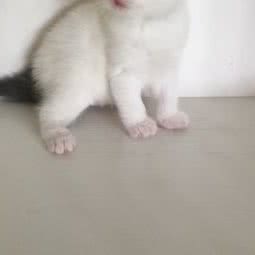 红韵名犬:成都市温江区万春镇附近