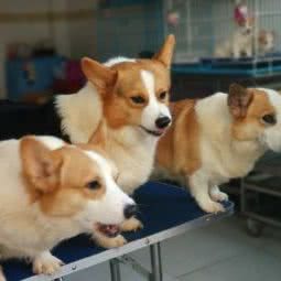 派尚宠物:成都市温江区万春镇附近