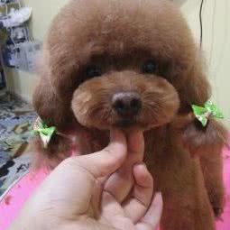 么么爱宠:成都市温江区公平街道附近