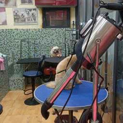 汪星人宠物驿站:成都市双流区华阳镇街道附近