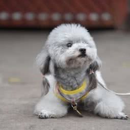 馨家宠物美容:成都市双流区华阳镇街道附近