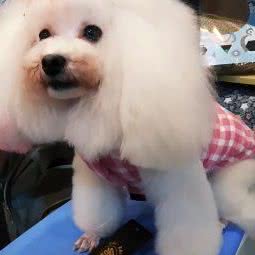 凯格林宠物社:成都市双流区华阳镇街道附近