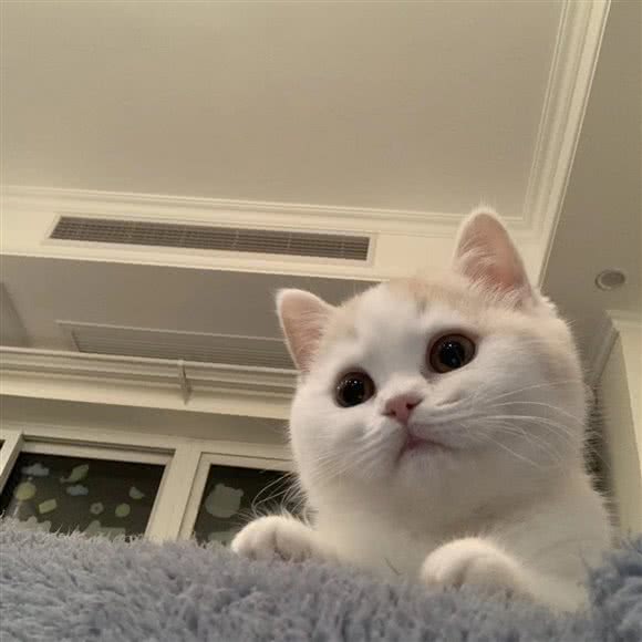 萌宠佳人宠物店:成都市双流区华阳镇街道附近