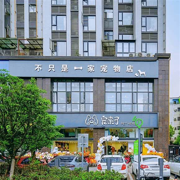 精品猫舍NGKC宠物协会赛级犬舍:成都市双流区华阳镇街道附近