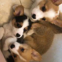 艾贝动物诊所:成都市双流区华阳镇街道附近