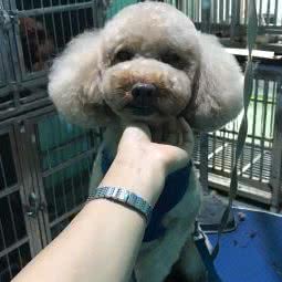 哆格宠物会所:成都市都江堰市滨江街道附近