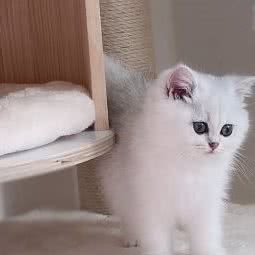 小四猫舍:成都市都江堰市灌口镇附近