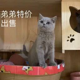 美喵美旺:成都市崇州市崇州市附近