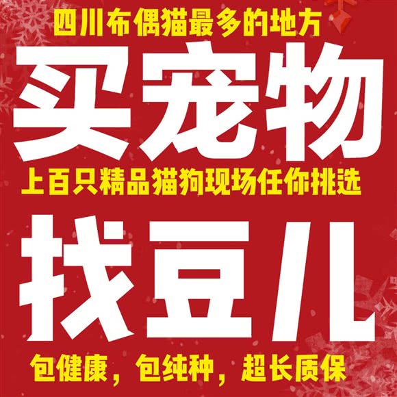 豆儿宠物狗王国:自贡市自流井区南湖体育场附近