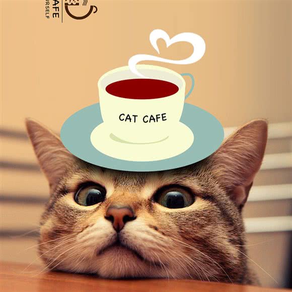 摩啵猫咖:自贡市自流井区同兴路附近