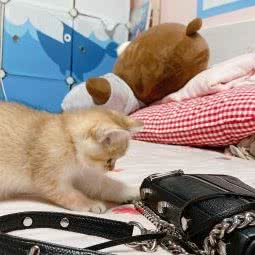 豆儿宠物旗舰店:自贡市自流井区人人乐附近