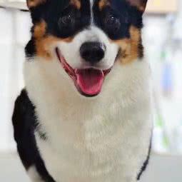 汪星人高端宠物(攀枝花店):攀枝花市东区金海/炳三区附近