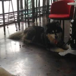 宠物家(朝阳大悦城店):北京城区朝阳区青年路附近