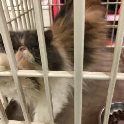 大地宠物:泸州市江阳区巴士花园附近