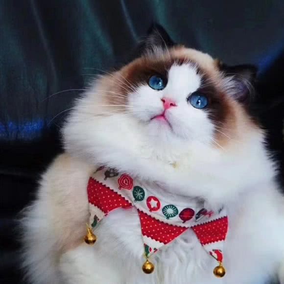 猫+·宠物猫专卖:泸州市龙马潭区龙马大道附近