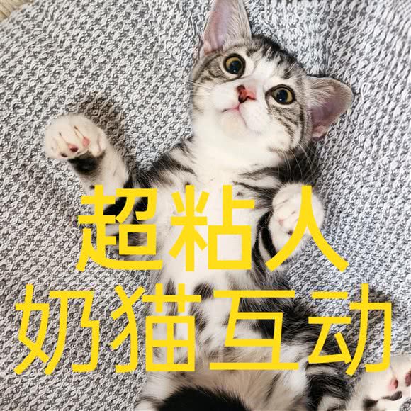 吸猫简咖·猫咖·(西美花街店):石家庄市桥西区西美花街附近