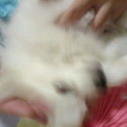 宠物国度:德阳市旌阳区彩泉天街附近