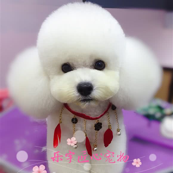 乐宇匠心宠物:北京城区朝阳区青年路附近