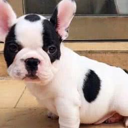 巴克利宠物酒店:绵阳市涪城区涪城万达广场附近