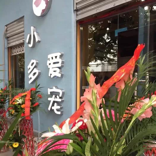 小多爱宠:绵阳市涪城区涪城万达广场附近