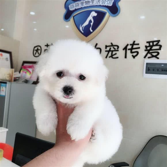 萌萌宠物:绵阳市涪城区南河附近