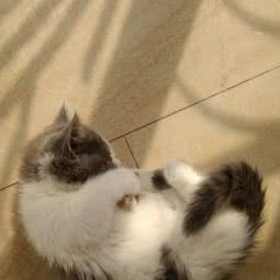 猫椒狗辣宠物店:绵阳市涪城区园艺山/西山公园附近