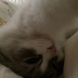 淘气包宠物馆:绵阳市涪城区园艺山/西山公园附近