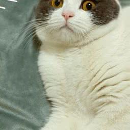 久安动物诊所:绵阳市涪城区火炬广场/阳光西雅图附近