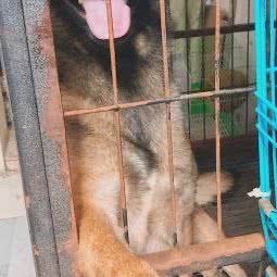 木木萌宠宠物生活馆:绵阳市游仙区六里村附近