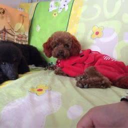 nice宠物之家:绵阳市游仙区老龙山附近