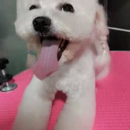 思琪儿爱猫屋:绵阳市游仙区东原长岛附近