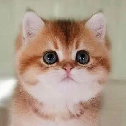 琥珀猫舍:北京城区朝阳区青年路附近