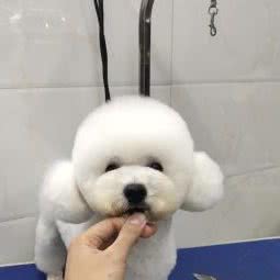 贝儿宠物:遂宁市船山区明月桥附近