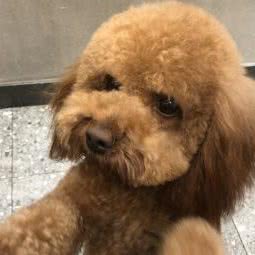 康和动物医院(机房街店):遂宁市射洪市射洪市附近