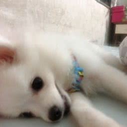 滨江宠物医院(大洲广场店):内江市市中区大洲广场附近