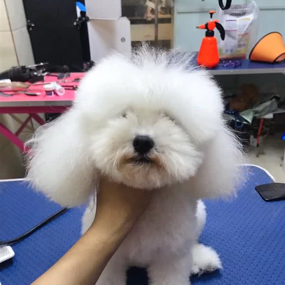 gogo宠屋:内江市东兴区东兴大道附近