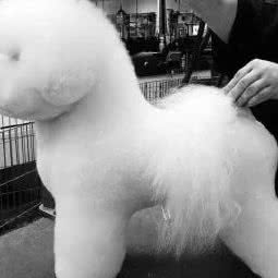 淘气宝贝宠物店(海棠路店):乐山市市中区乐山师范学院附近