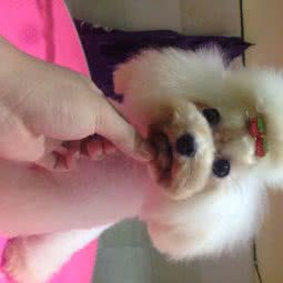 MOMO宠物造型工作室:乐山市市中区阳光广场附近