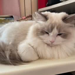 千层布偶猫舍:北京城区朝阳区青年路附近