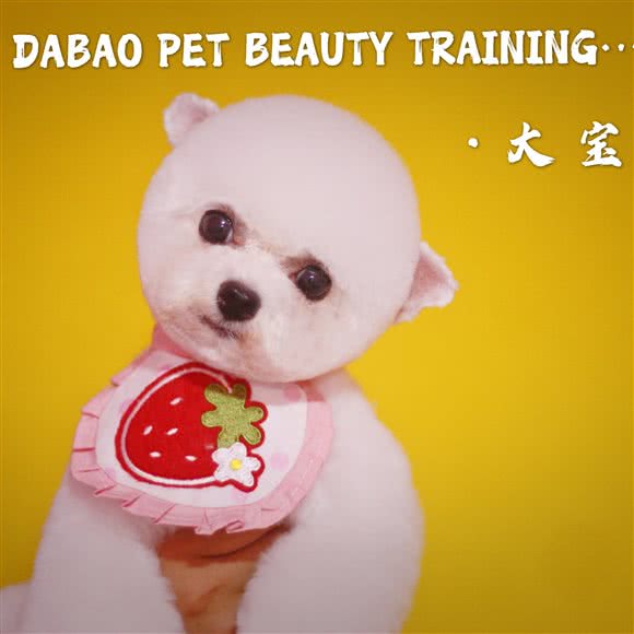 大宝宠物:乐山市市中区中心城附近