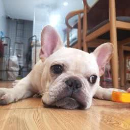 一喜宠物:乐山市峨眉山市绥山镇附近