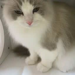 久伴猫美容专业培训学校:石家庄市裕华区万达广场附近