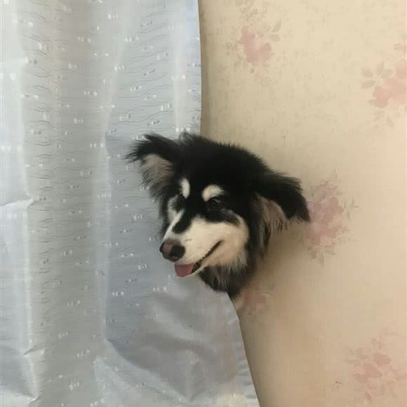 8号狗狗:南充市顺庆区西华师大新校区附近